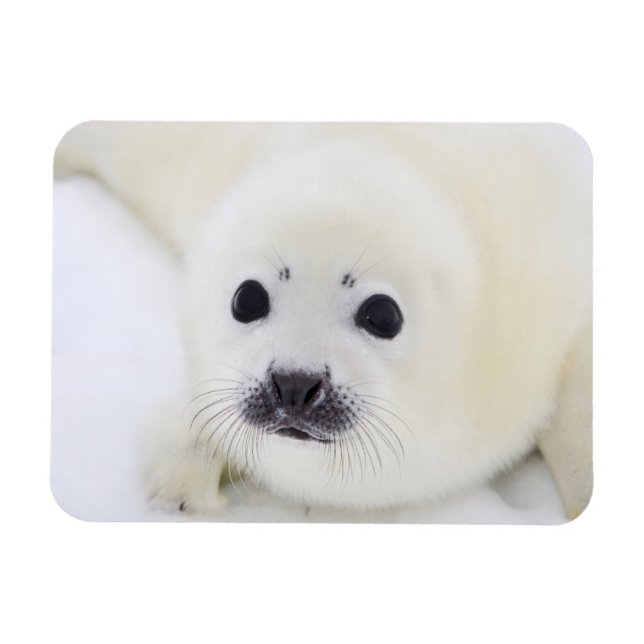 Baby harp seal pup on ice of the White Sea Magnet (Horizontal)