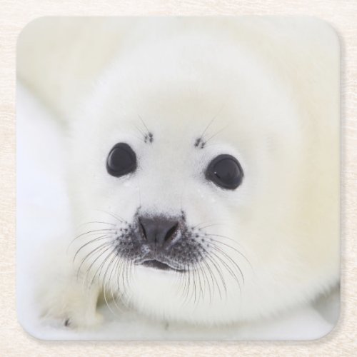 Baby harp seal pup on ice of the White Sea Square Paper Coaster