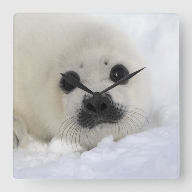 Baby Harp Seal Square Wall Clock (Front)
