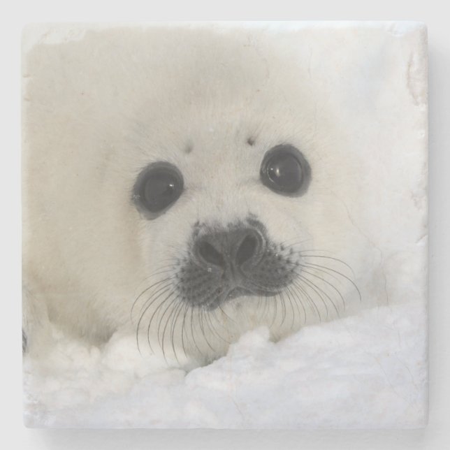 Baby Harp Seal Stone Coaster (Front)
