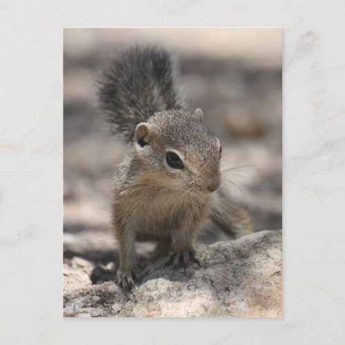 Baby Harris Antelope Squirrel Postcard