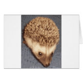 baby hedgehog (Front Horizontal)