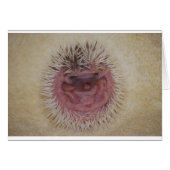Baby Hedgehog Ball (Front Horizontal)
