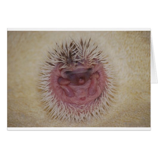 Baby Hedgehog Ball Cards (Front Horizontal)