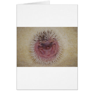 Baby Hedgehog Ball Cards
