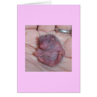 baby hedgehog cards