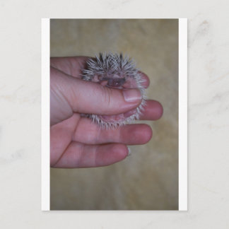 Baby Hedgehog in Hand Postcard
