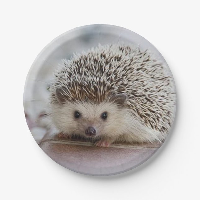 Baby hedgehog   paper plates (Front)