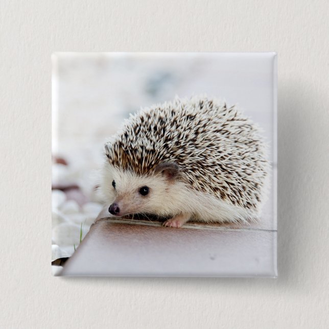 Baby Hedgehog Pinback Button (Front)