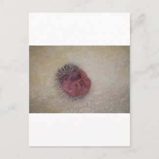 Baby Hedgehog Postcard