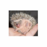 Baby Hedgehog Sculpture<br><div class="desc">Baby Hedgehog licking his lips</div>
