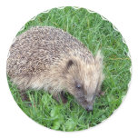 Baby Hedgehog Stickers