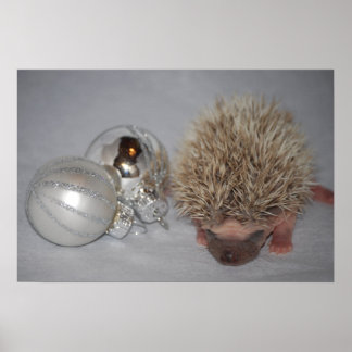 Baby Hedgehog with Christmas Ornament Poster