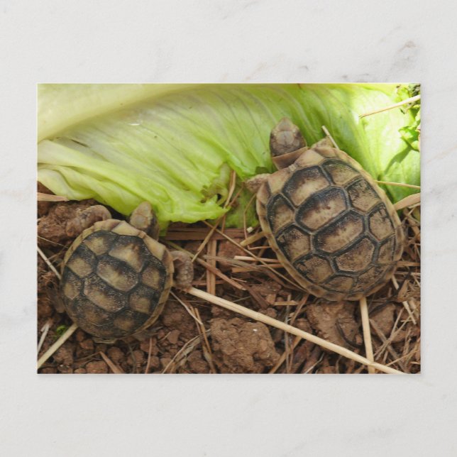 Baby Hermans Tortoises Postcard (Front)
