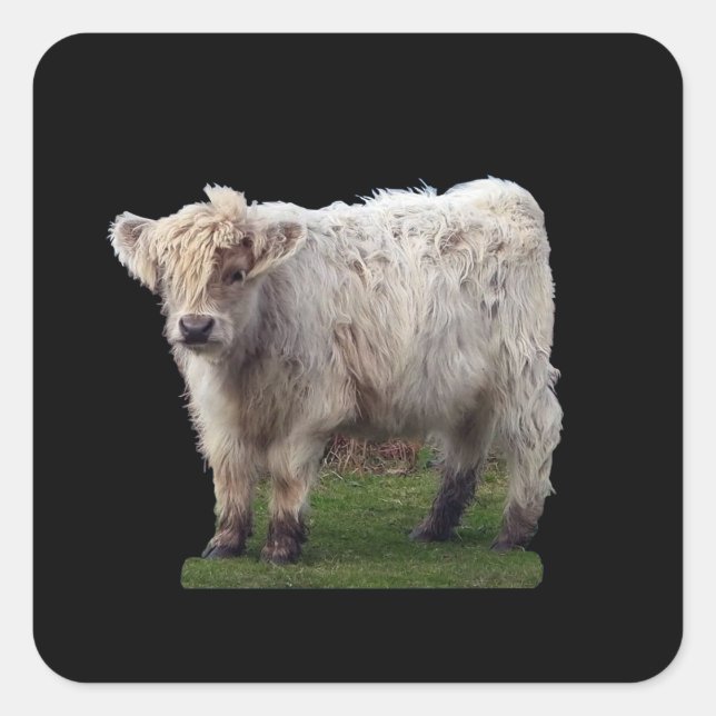 Baby Highland "Moo" Cow  Square Sticker (Front)