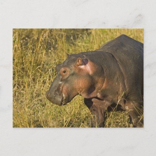 Baby Hippo out of water away from adults along Postcard