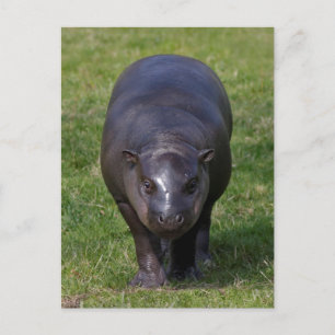 Baby Hippo Postcard