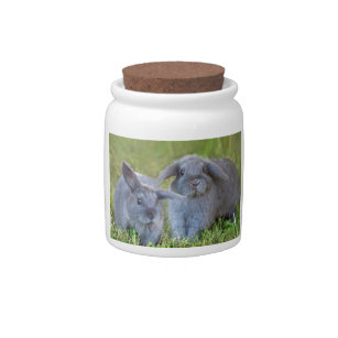 Baby Holland Lop Bunnies - Cute Rabbits Candy Jar