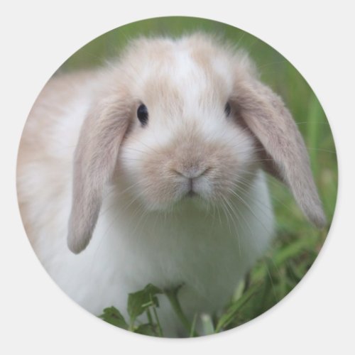 Baby Holland Lop Bunny Classic Round Sticker