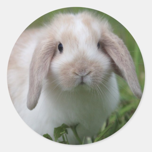Baby Holland Lop Bunny Classic Round Sticker (Front)