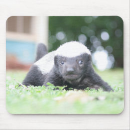 Baby honey badger mouse pad