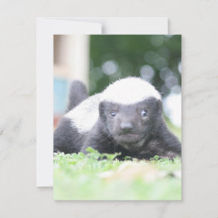Baby honey badger on green grass photograph note card