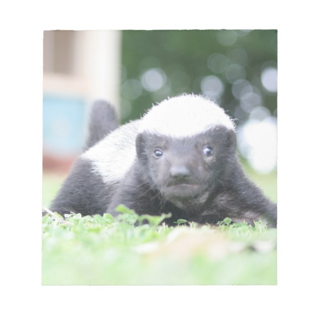 Baby honey badger on green grass photograph notepad (Front)