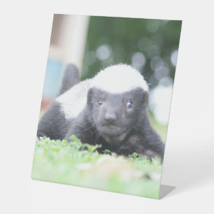 Baby honey badger on green grass photograph pedestal sign