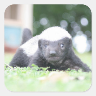 Baby honey badger on green grass photograph square sticker