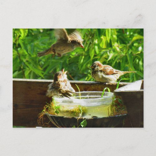 Baby House Sparrows Discover the Joy of Bathing Postcard