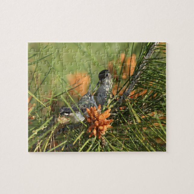 Baby Hummingbird Being Fed by Mother Jigsaw Puzzle (Horizontal)