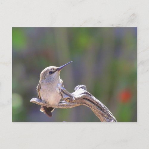 Baby Hummingbird Postcard