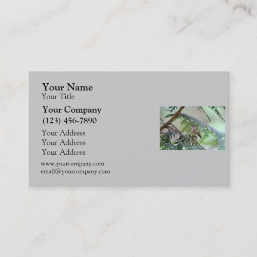 Baby Hummingbird Sticking Out Its Tongue Business Cards