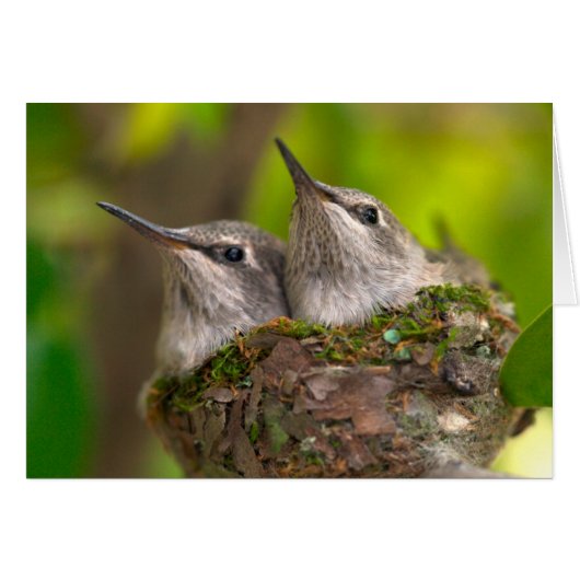 Baby hummingbirds (Front Horizontal)