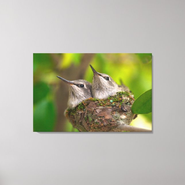 Baby hummingbirds canvas print (Front)