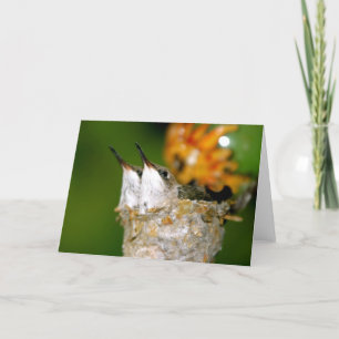 Baby hummingbirds card