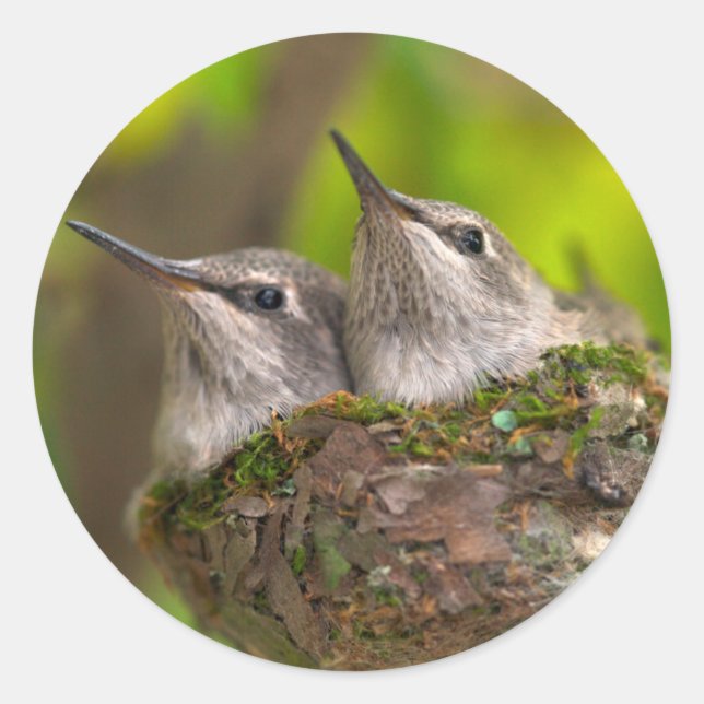 Baby hummingbirds classic round sticker (Front)