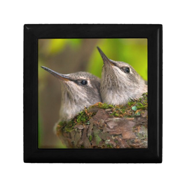 Baby hummingbirds keepsake box (Front)