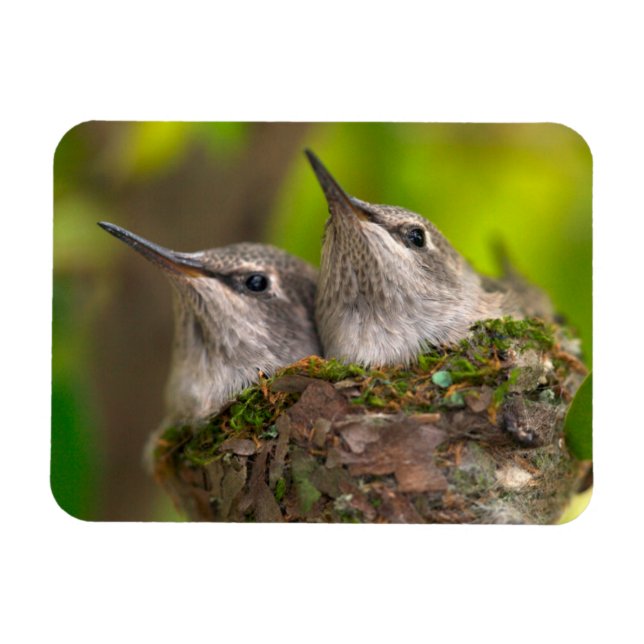 Baby hummingbirds magnet (Horizontal)
