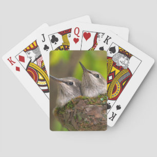Baby hummingbirds poker cards