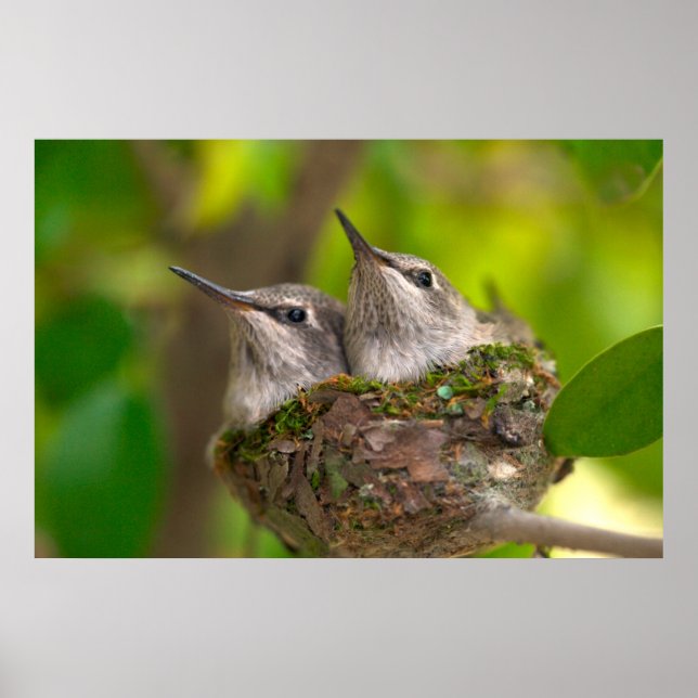 Baby hummingbirds poster (Front)