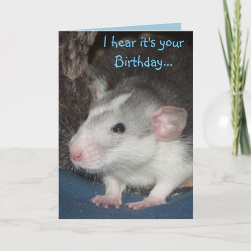 baby husky Dumbo rat Birthday card