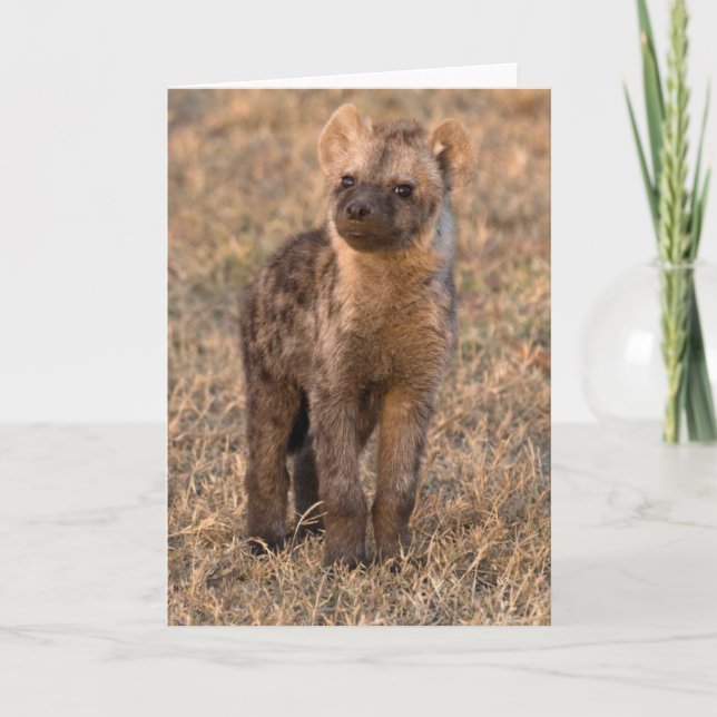 Baby Hyena Cards (Front)