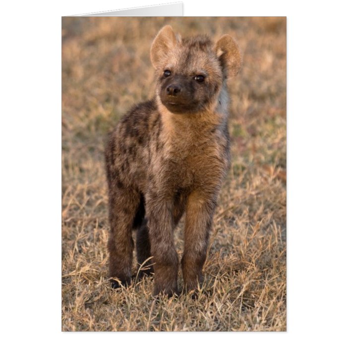 Baby Hyena Cards