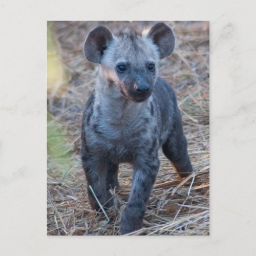 Baby Hyena Postcard