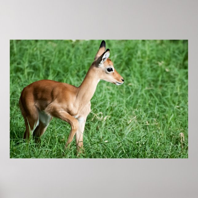 Baby impala in green grass poster (Front)