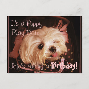 Baby in a Bag Maltese Puppy Postcard