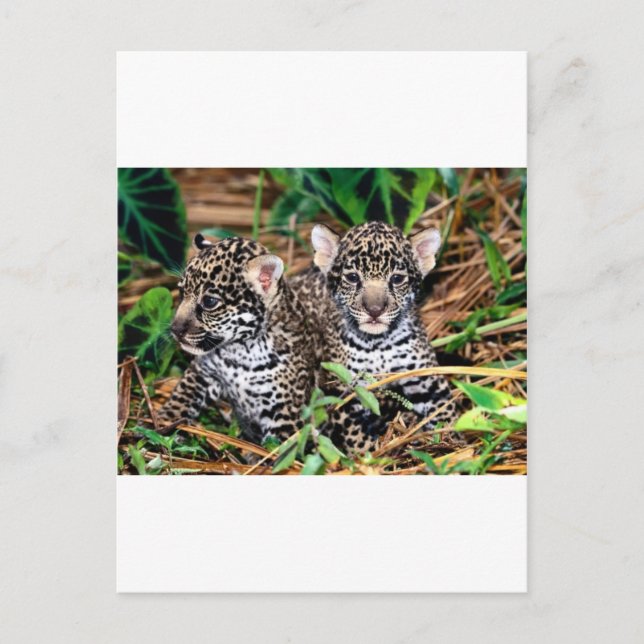 Baby jaguars postcard (Front)