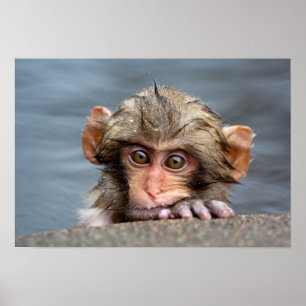 Baby Japanese Macaque Jigokudani Yaen-Koen Poster