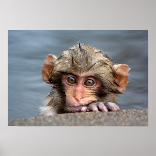 Baby Japanese Macaque  Jigokudani Yaen_Koen Poster